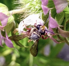 Triepeolus remigatus