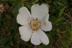Rosa agrestis