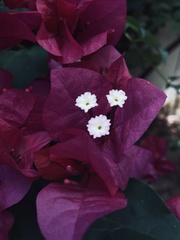Bougainvillea