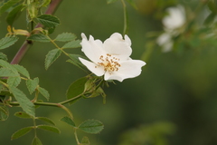 Rosa agrestis