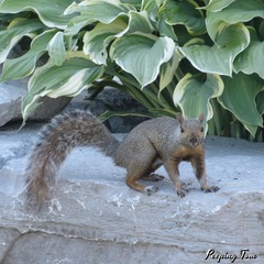 Sciurus carolinensis