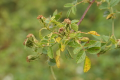 Rosa agrestis
