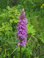 Dactylorhiza saccifera
