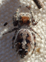 Phidippus comatus