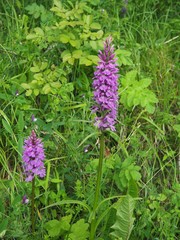 Dactylorhiza saccifera