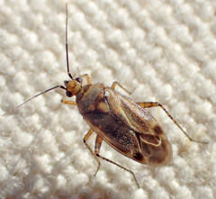 Plagiognathus verticalis