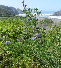 Lupinus chamissonis