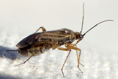 Plagiognathus verticalis