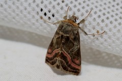 Euchalcia variabilis