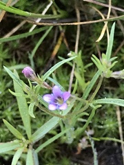 Allophyllum capillare