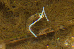 Chaetopteridae