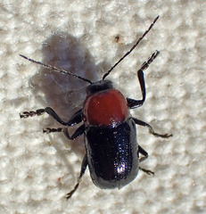 Cryptocephalus sanguinicollis