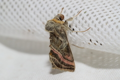 Euchalcia variabilis