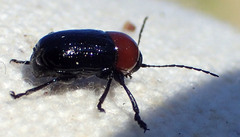 Cryptocephalus sanguinicollis