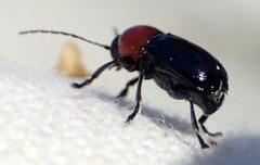 Cryptocephalus sanguinicollis