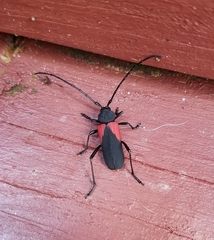 Purpuricenus humeralis