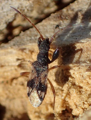 Pseudopamera setosa