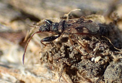 Pseudopamera setosa