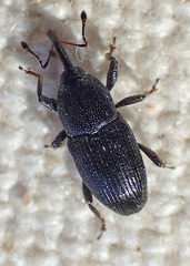 Apinocis