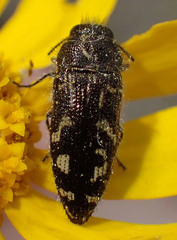 Acmaeodera retifera