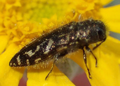 Acmaeodera retifera