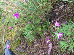 Phemeranthus mengesii