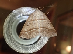 Petrophora subaequaria