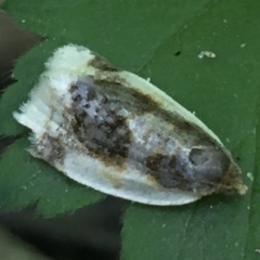 Clepsis melaleucanus