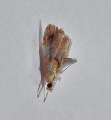 Glaphyria basiflavalis