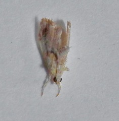 Glaphyria basiflavalis