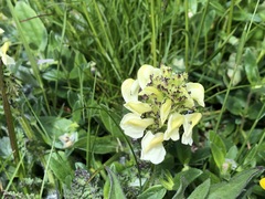 Pedicularis tuberosa
