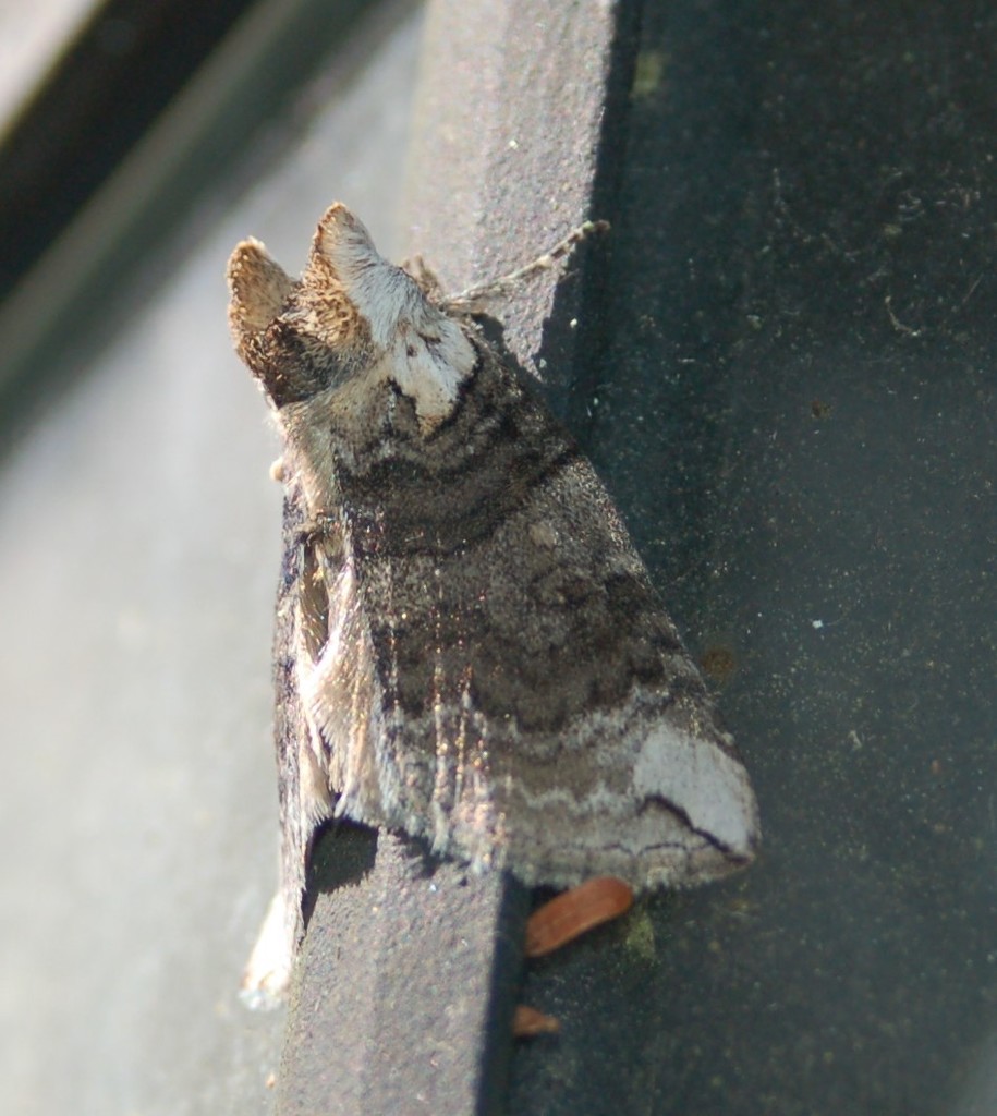 Euthyatira semicircularis