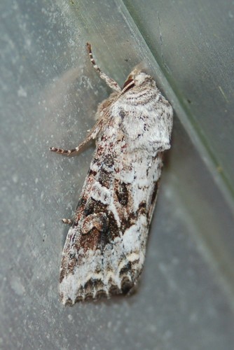 Cuneate Arches Moth photo 4