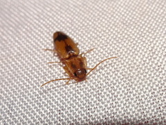 Conoderus vespertinus