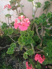 Pelargonium × hybridum