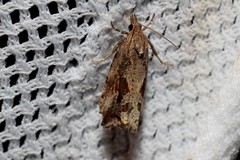 Endothenia quadrimaculana