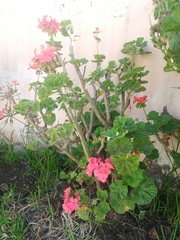 Pelargonium × hybridum