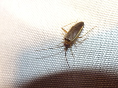 Adelphocoris rapidus