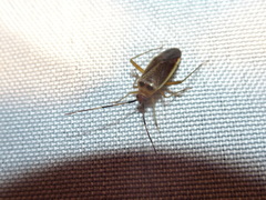 Adelphocoris rapidus