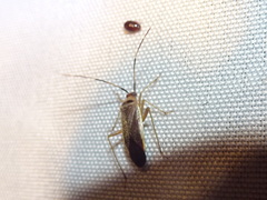 Adelphocoris rapidus