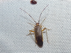 Adelphocoris rapidus