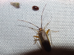 Adelphocoris rapidus