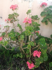 Pelargonium × hybridum