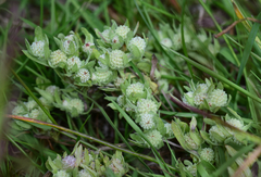 Psilocarphus elatior