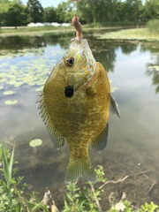 Lepomis gibbosus × macrochirus