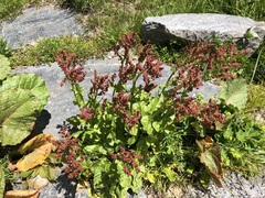 Rumex alpinus