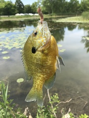 Lepomis gibbosus × macrochirus