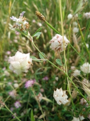 Trifolium clusii