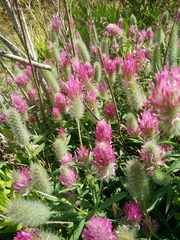 Trifolium purpureum