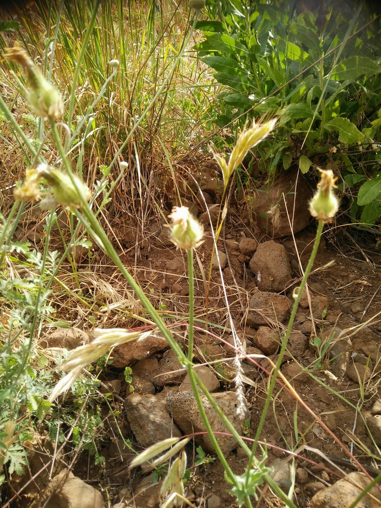 Crepis syriaca